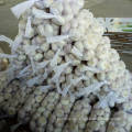 Fresh Garlic 1kg mesh bag 10kg carton